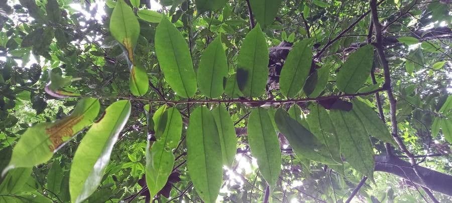 Xylopia 9