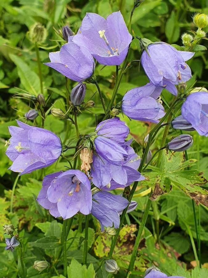 Campanula romboidale 2