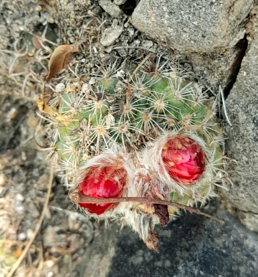 Parodia a semi piccoli 3