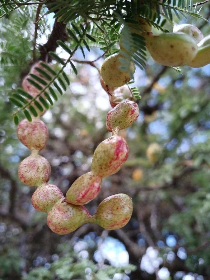 Prosopis affinis 4