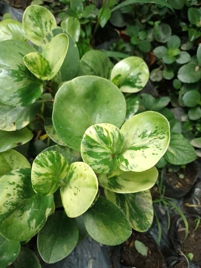 Peperomia 16