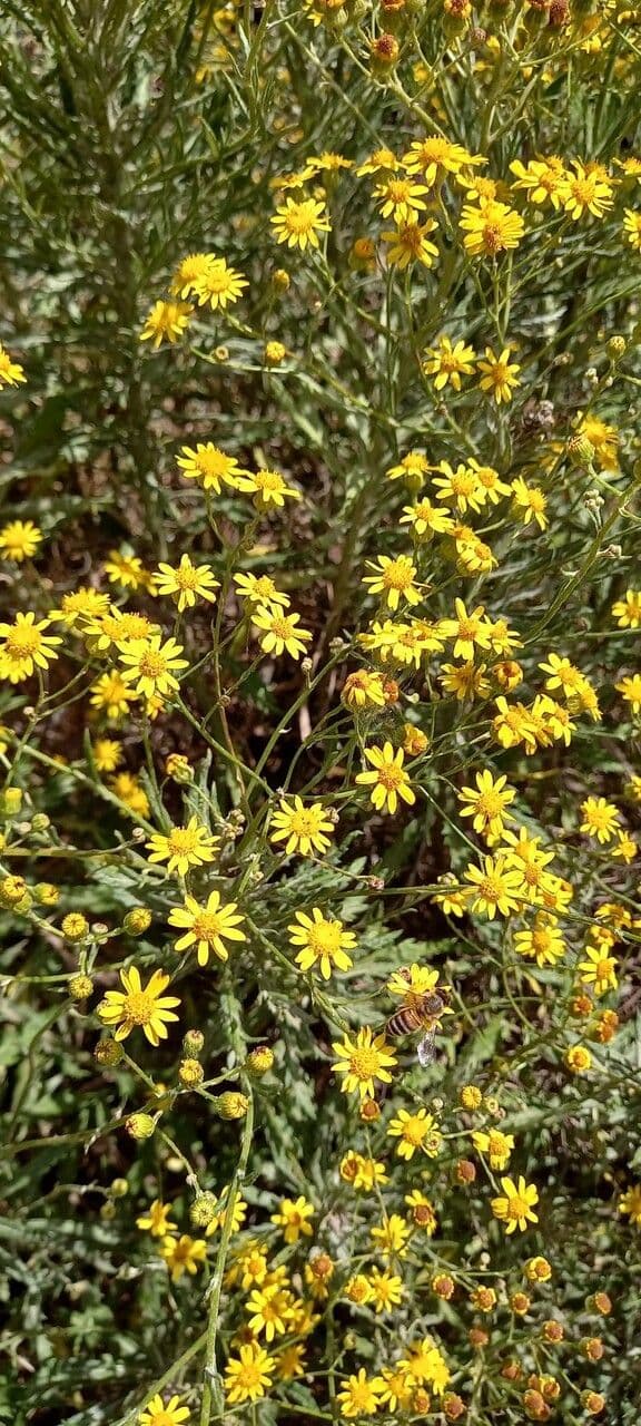 Senecio pterophorus 6