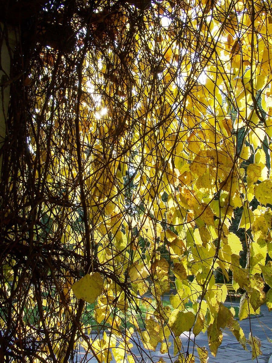 Vitis aestivalis 14