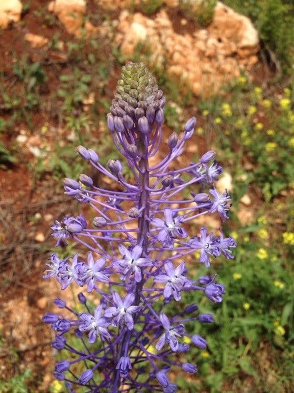 Scilla jacintina 4