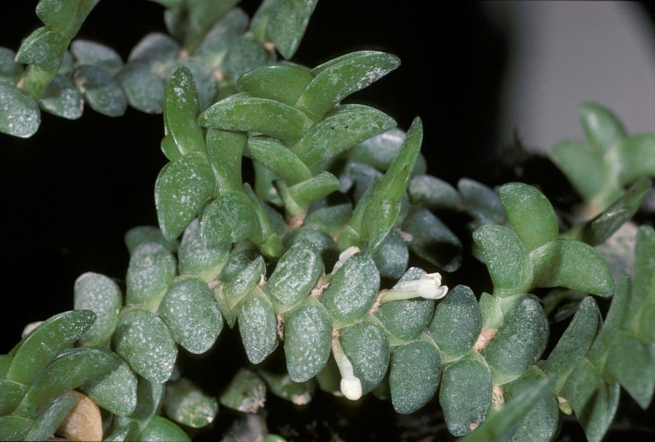 Orchidea angelo
