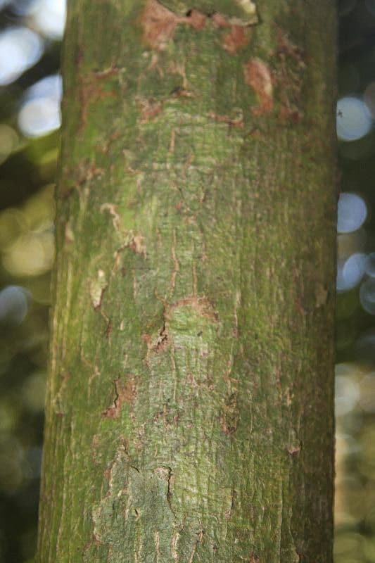 Hymenopus 2