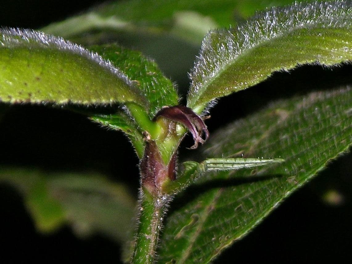 Psychotria 21