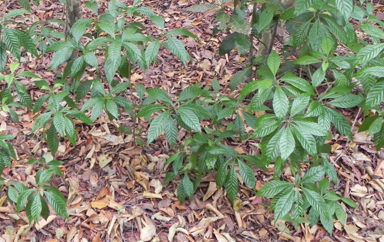 Psychotria nervosa 13
