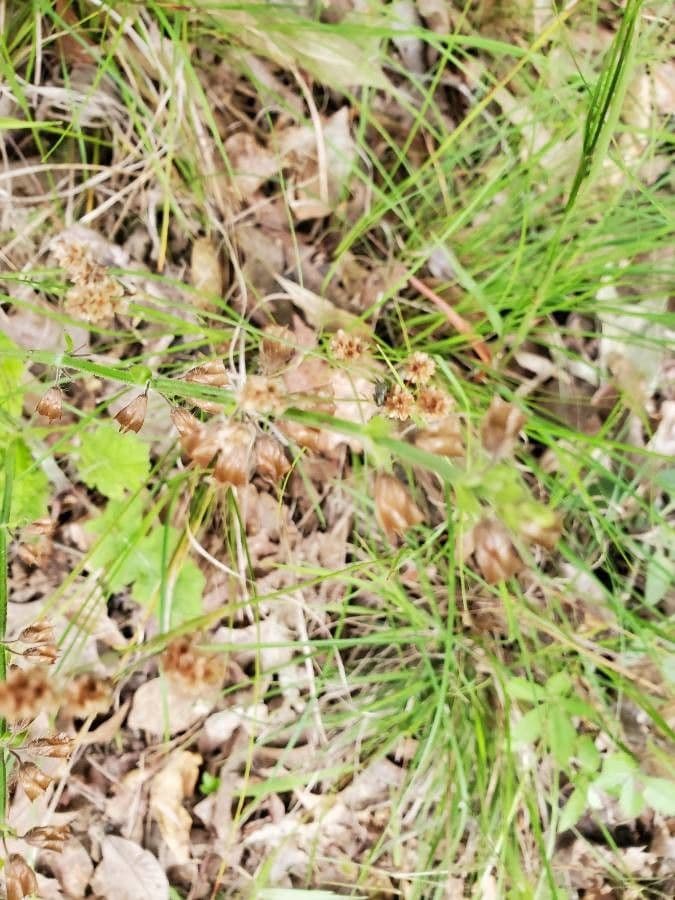 Luzula acuminata 2