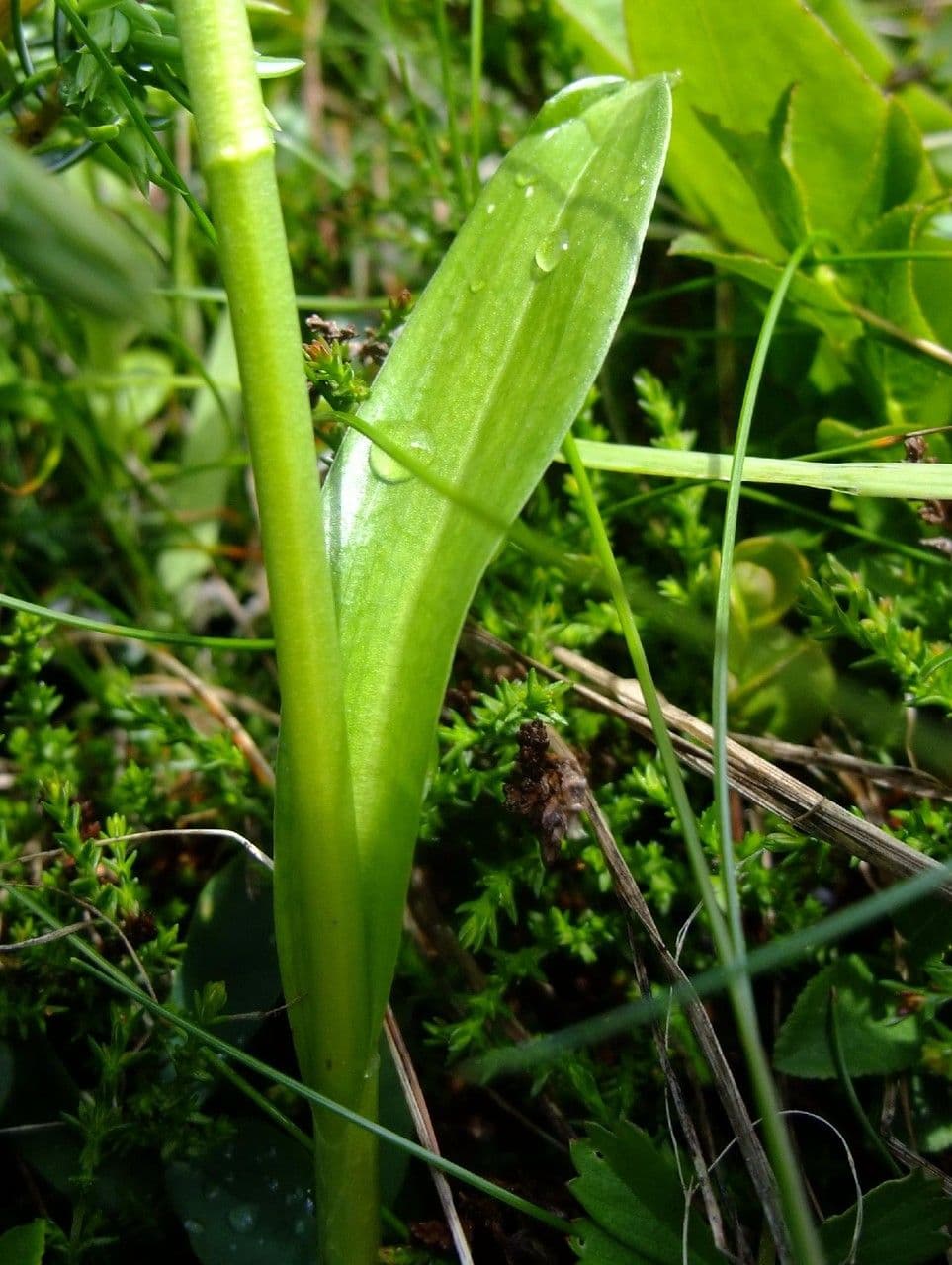 Weißzüngel 23