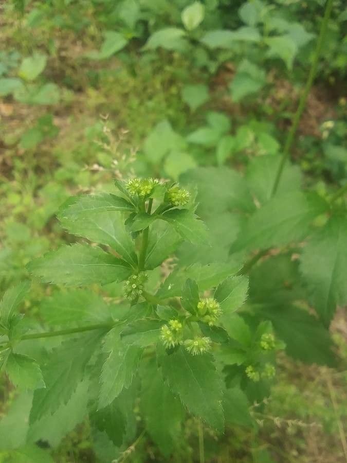 Sanicula canadensis 8