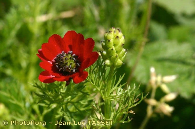 Adonis annuale 25