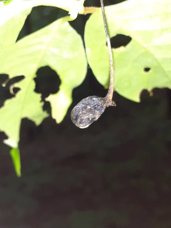 Nyssa sylvatica