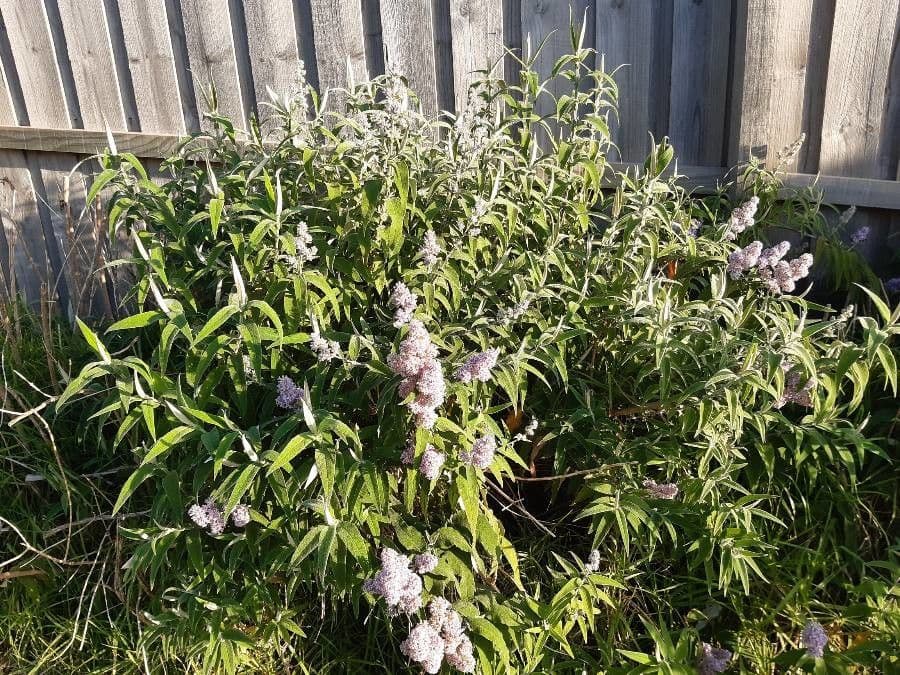 Salbei-Buddleie 19