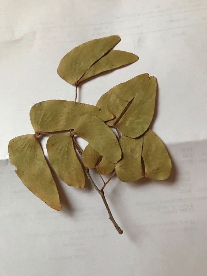 Mopane 7