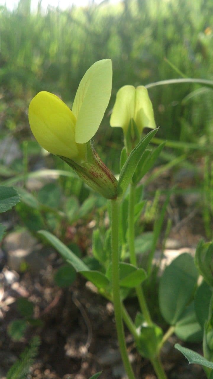 Spargelklee 8