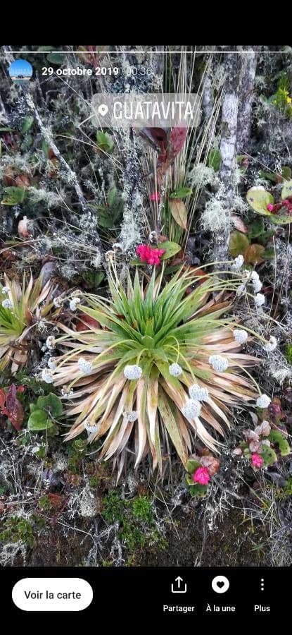 Paepalanthus 11