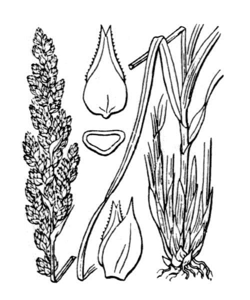 Laîche paniculée 26