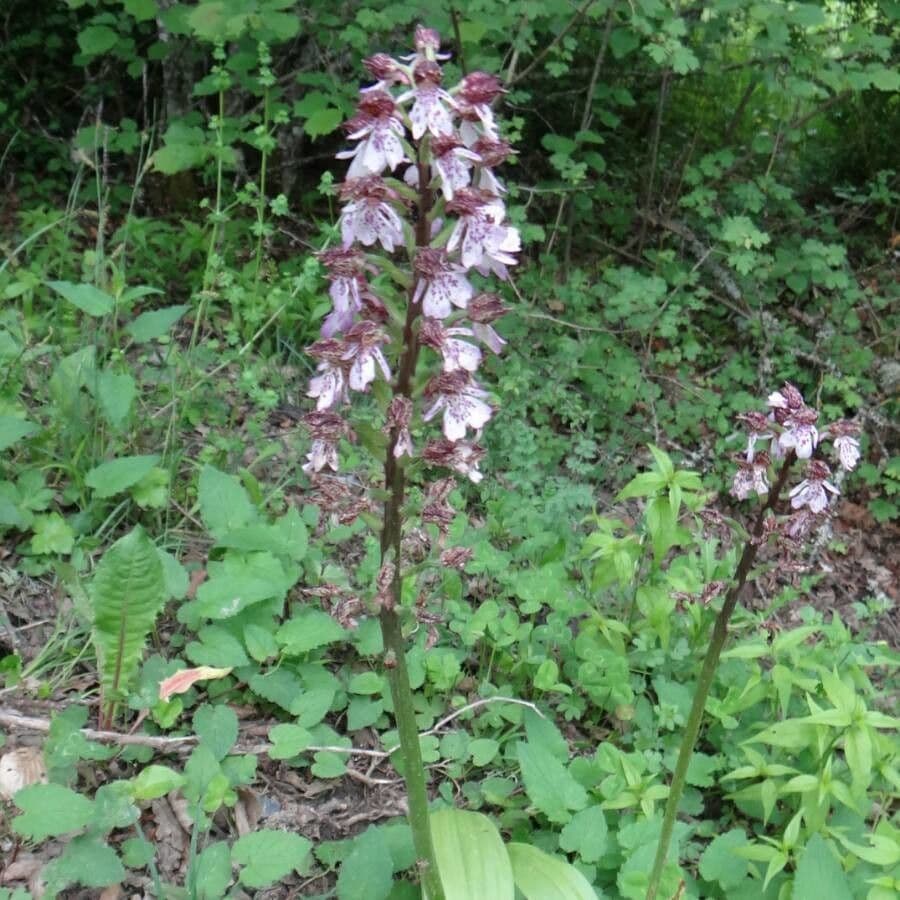 Orchide maggiore 10