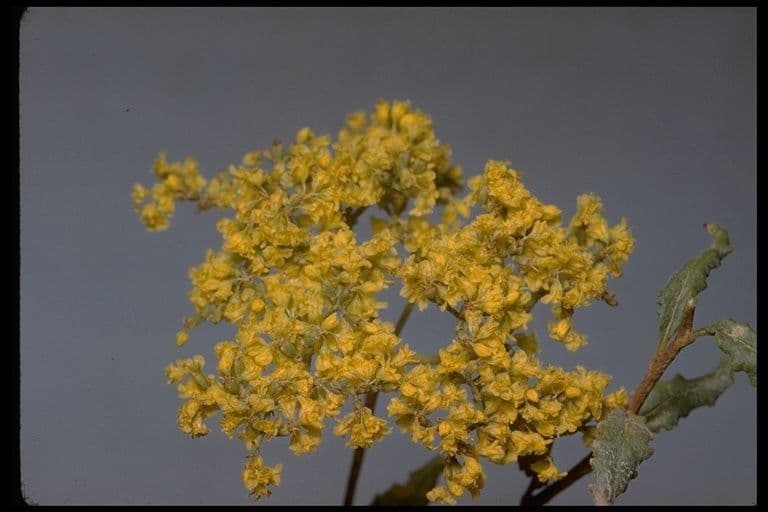 Eriogonum