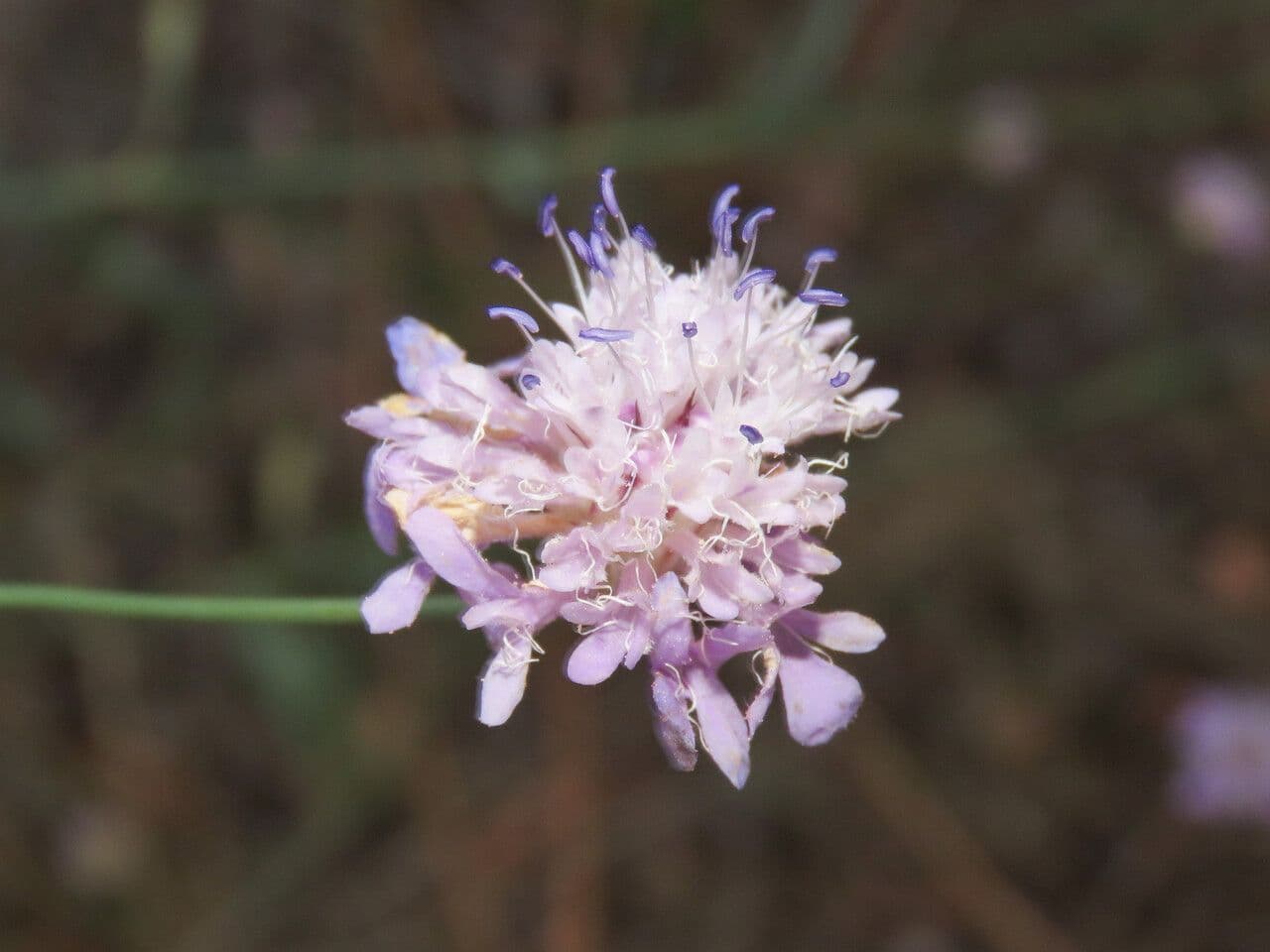Cephalaria transilvana 6