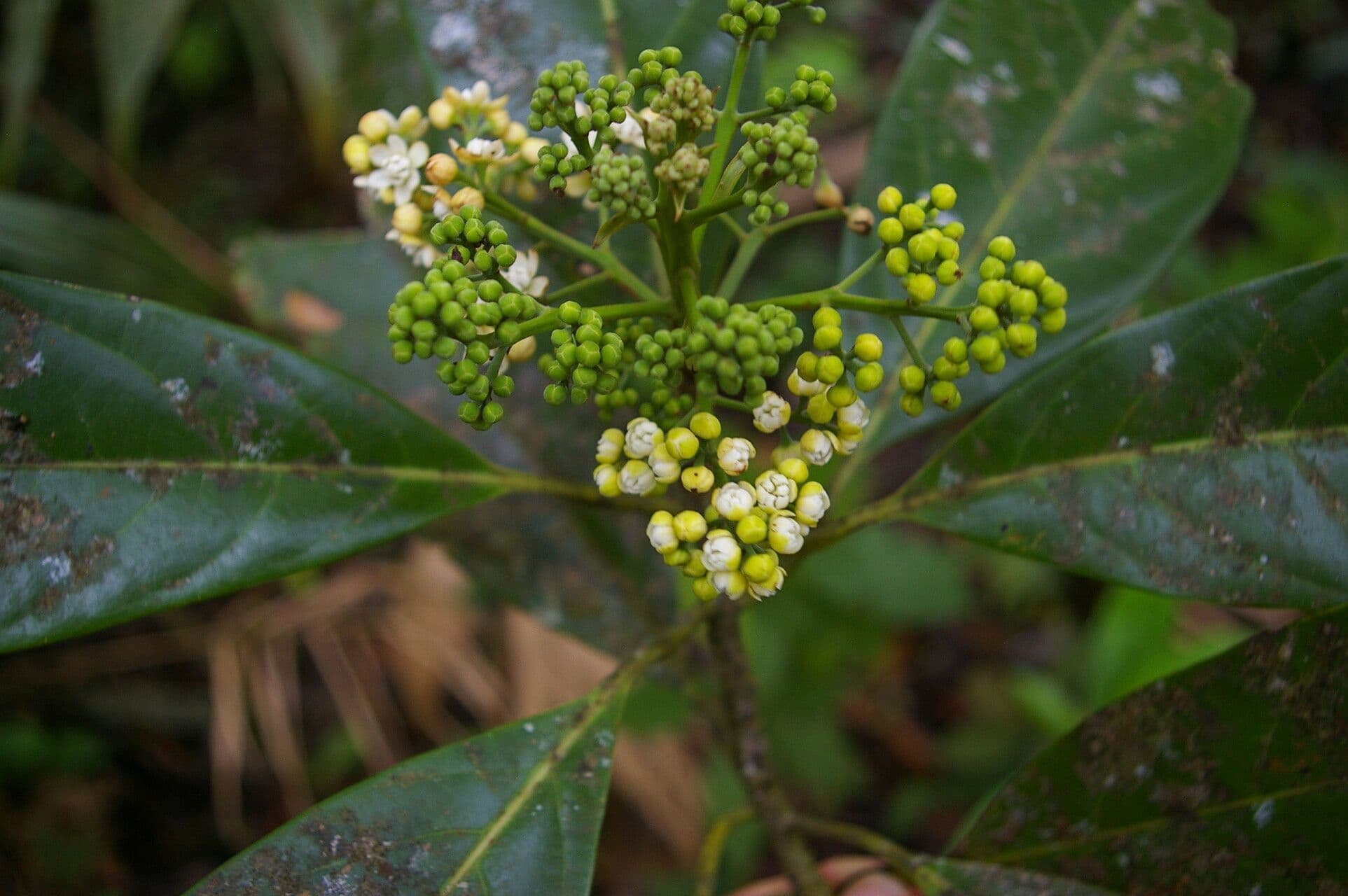 Mespilodaphne macrophylla 11