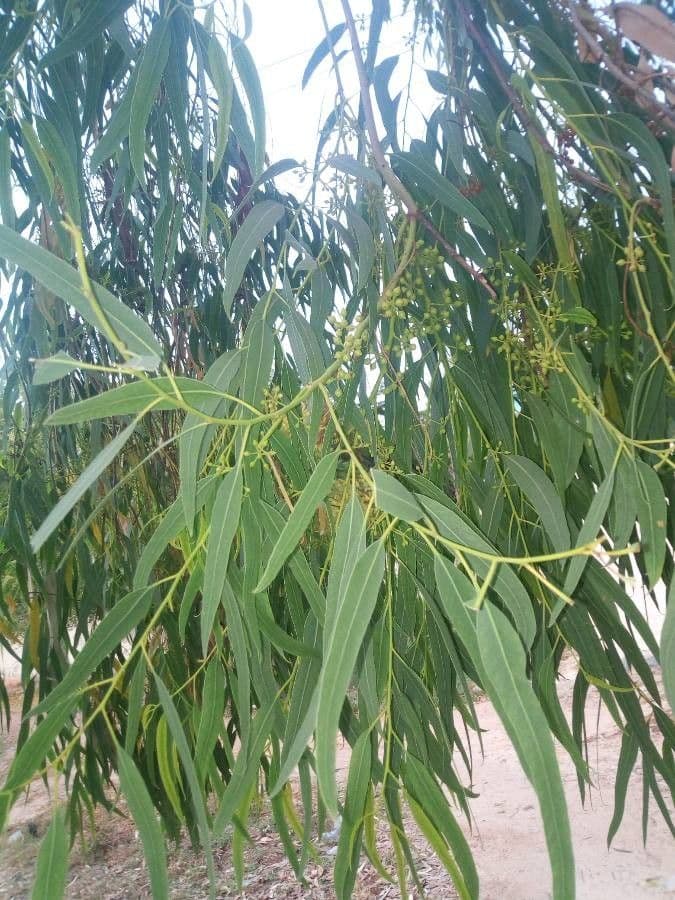 Blauer Eukalyptus 16