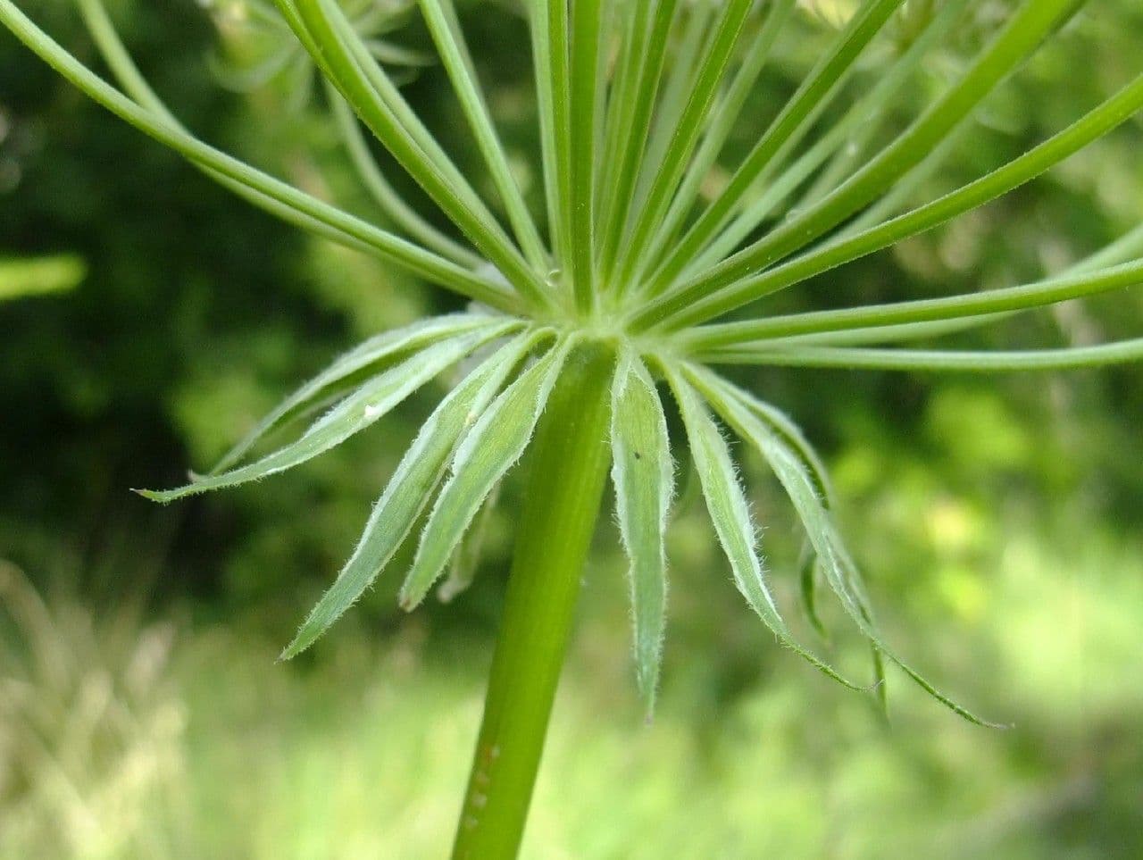 Laserpitium 23