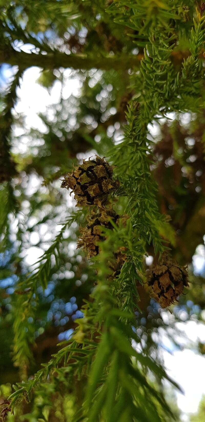 Criptomeria japonesa