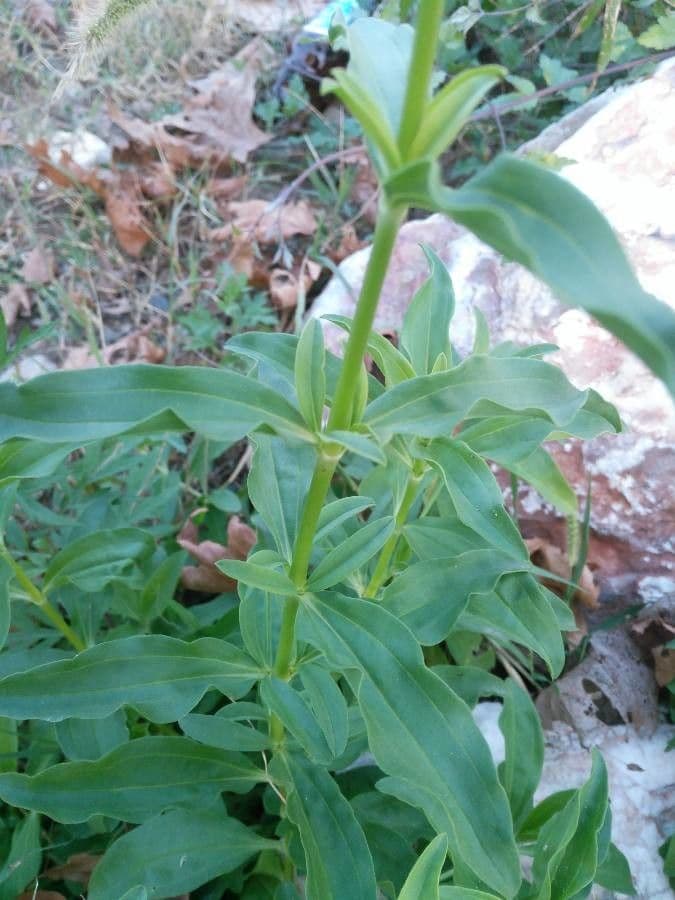 Saponaria comune 21