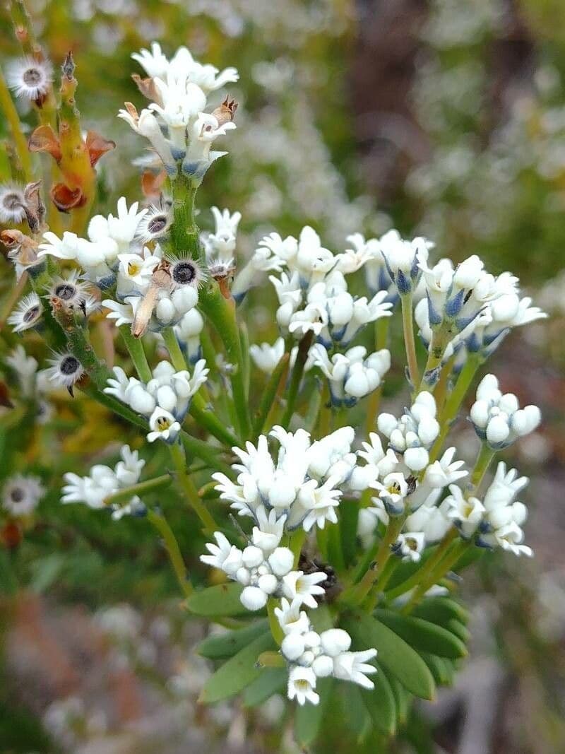 Conospermum 2