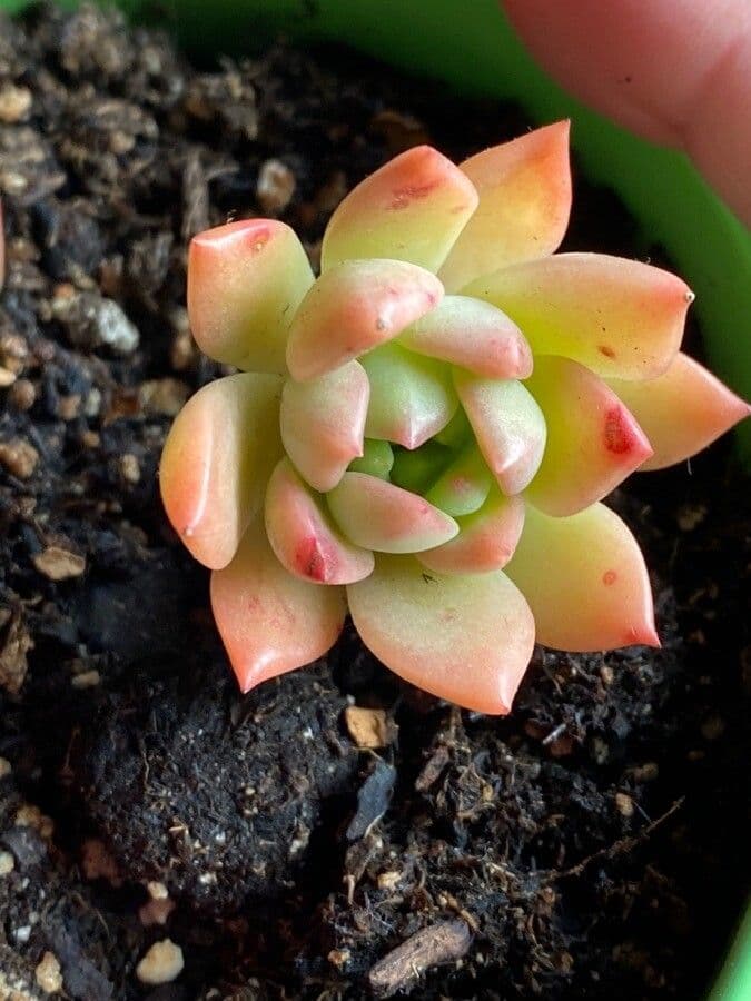Echeveria 10