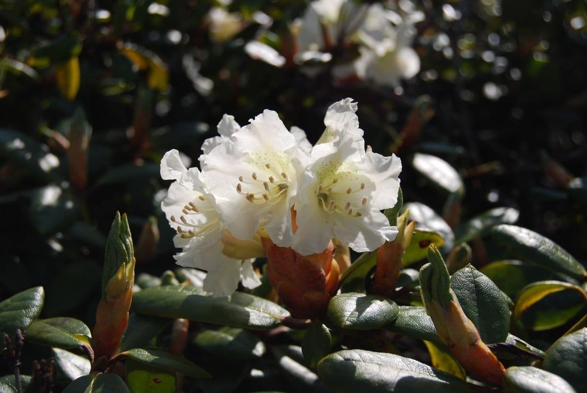 Rododendro dorato 2