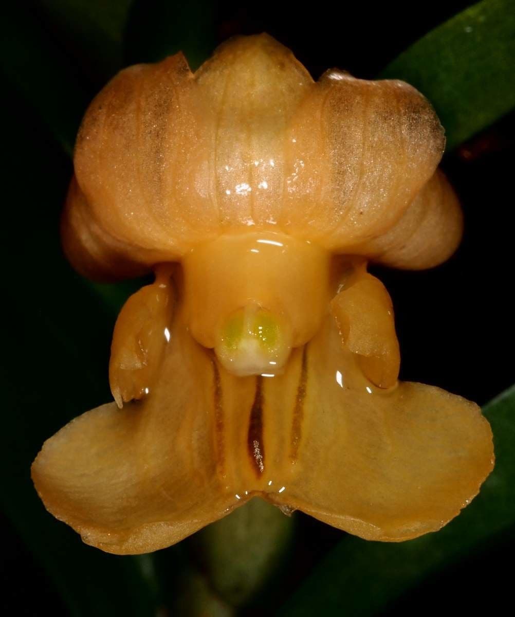 Dendrobium 3
