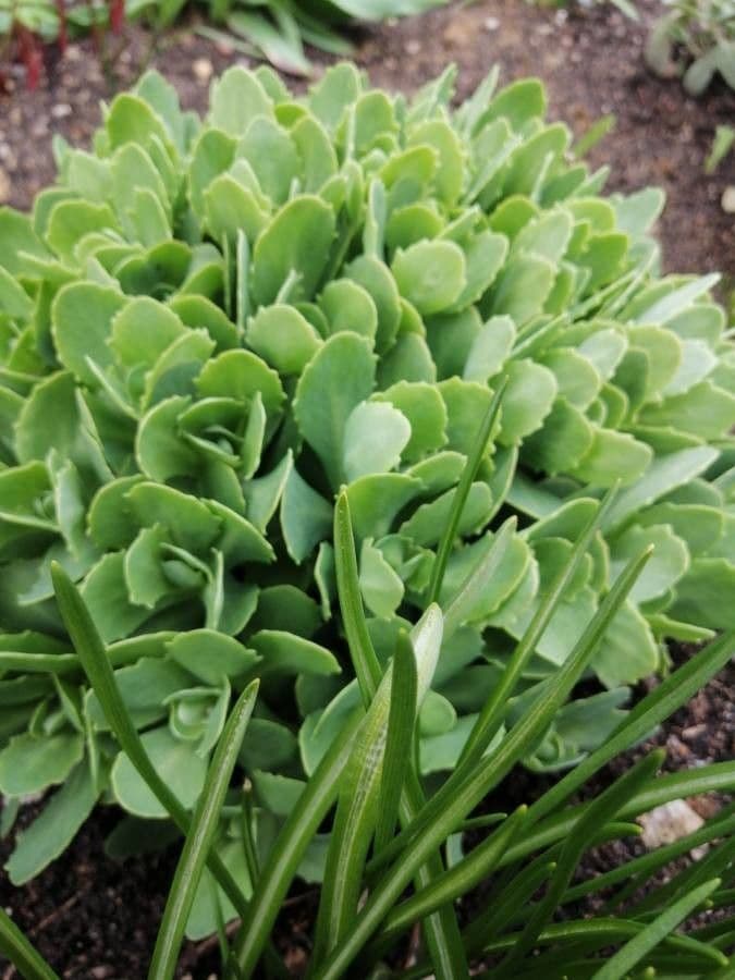 Sedum espectacular 14