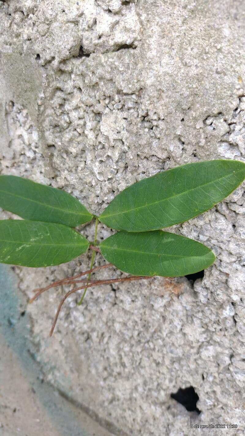 Zanthoxylum zanthoxyloides 8