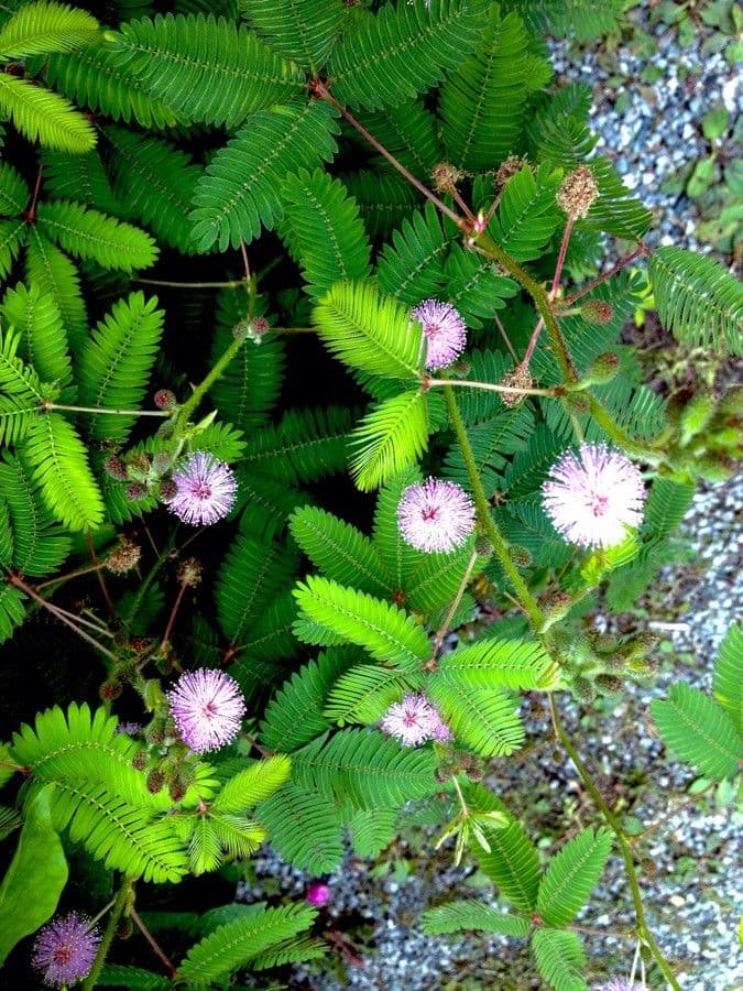 Mimosa pudica 12
