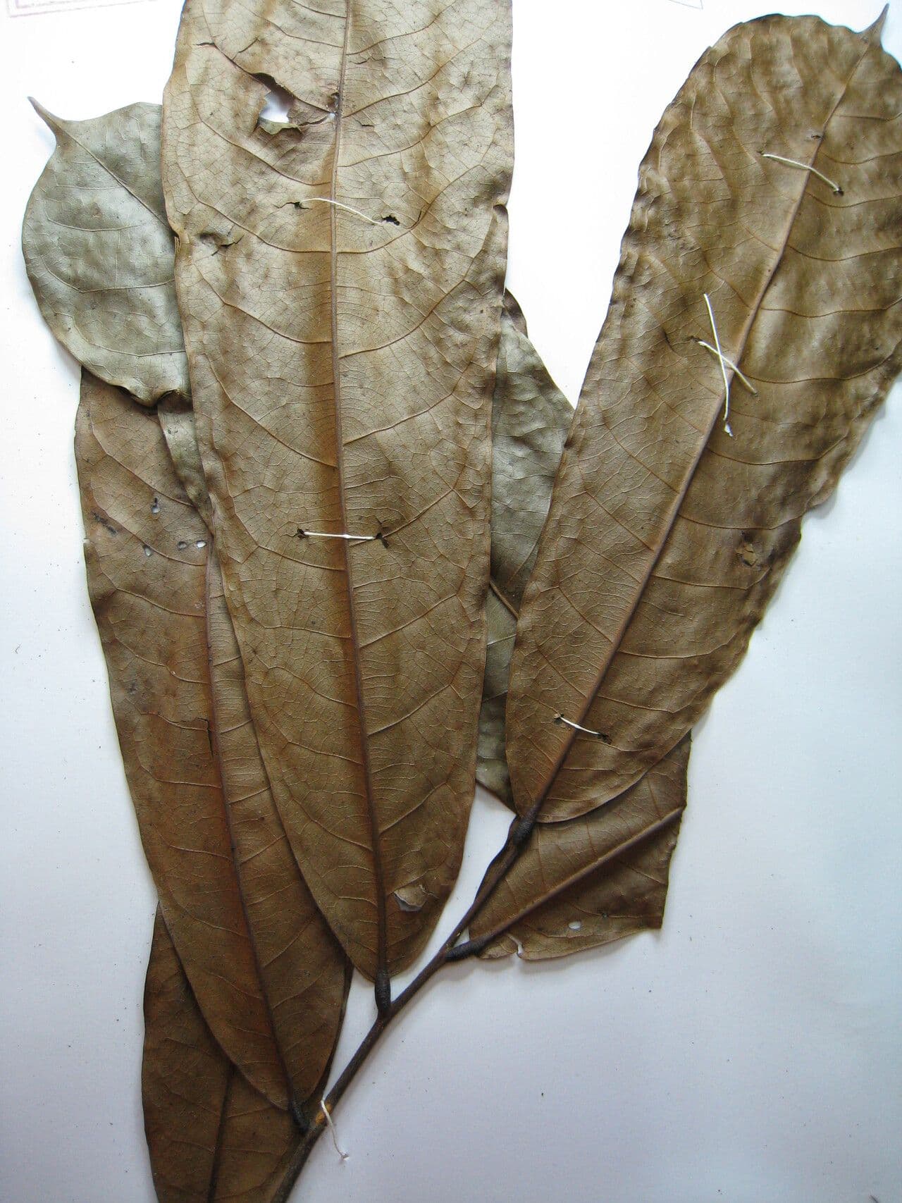 Unonopsis 15