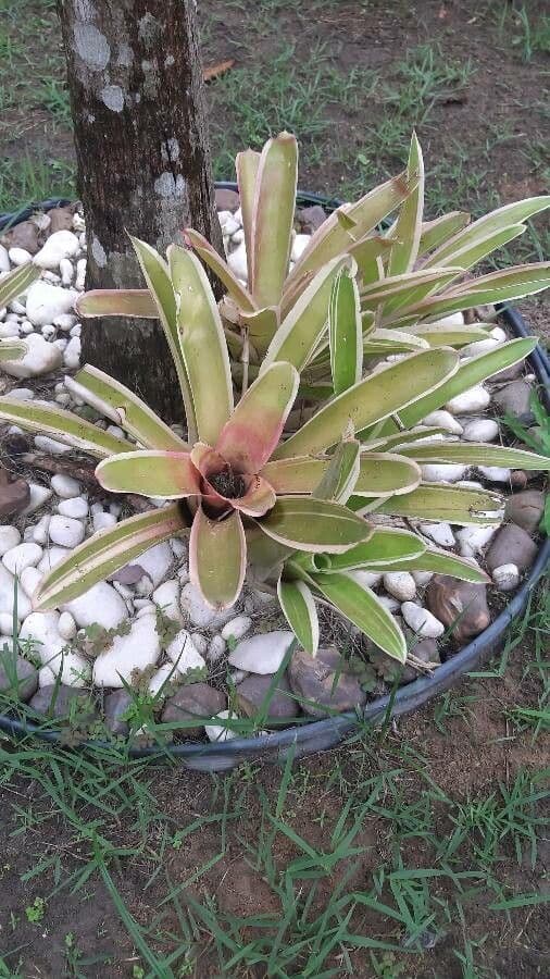 Neoregelia 13