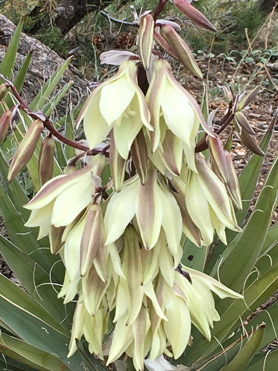 Yucca bacata 2