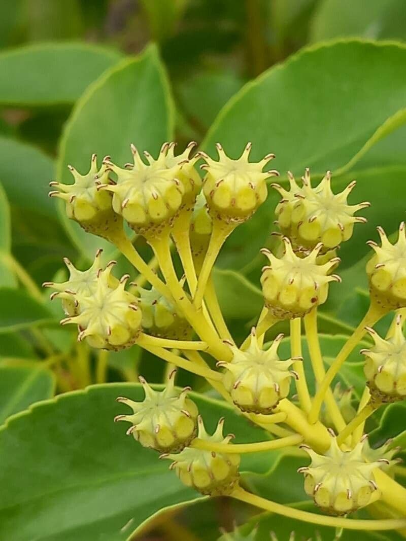 Trochodendron 2