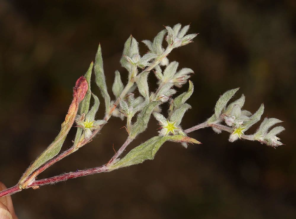 Hollisteria lanata