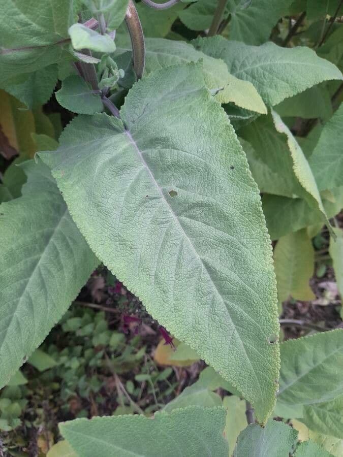 Lepechinia 8