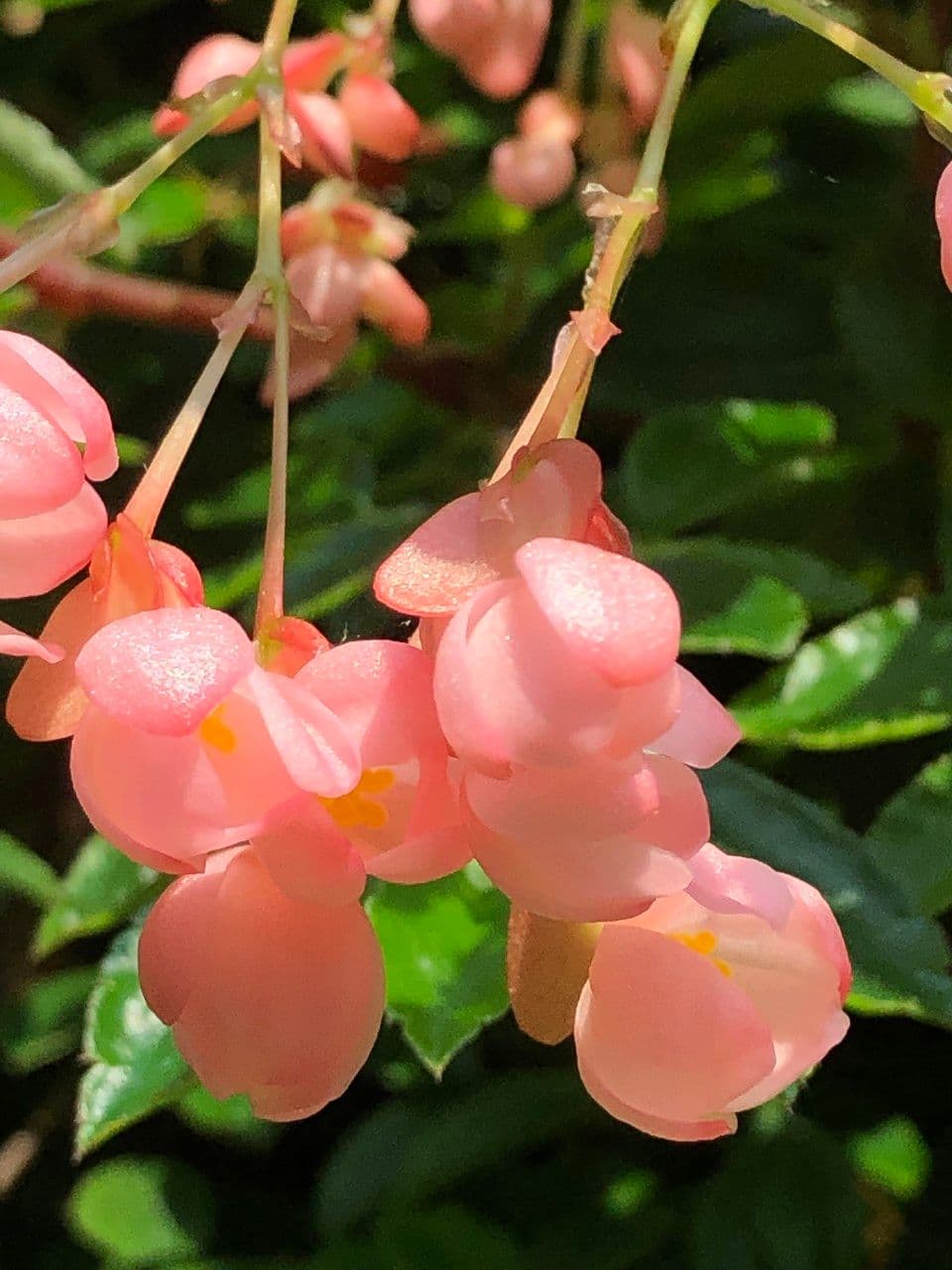 Fuchsienblättrige Begonie 5