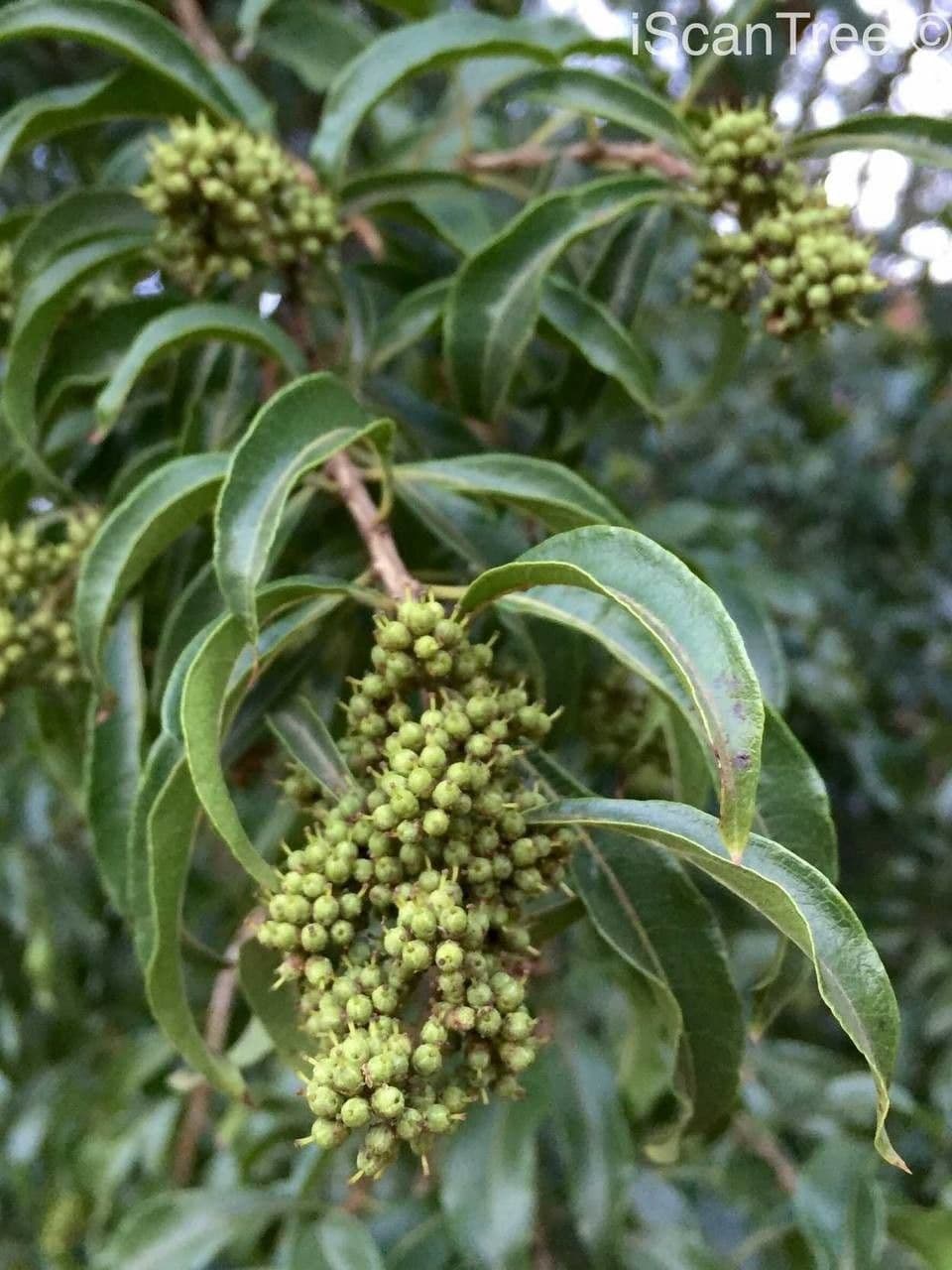 Heteropyxis 2