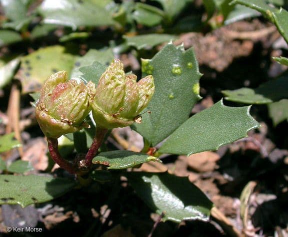 Ceanothus