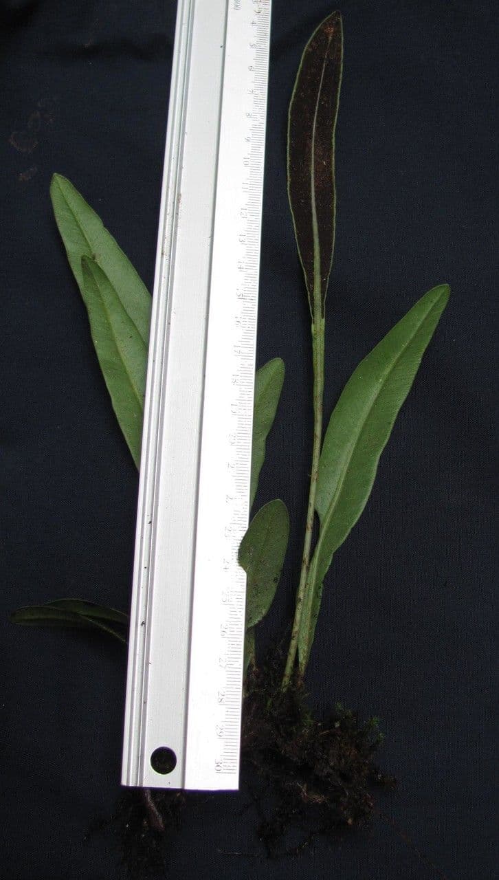 Elaphoglossum 5