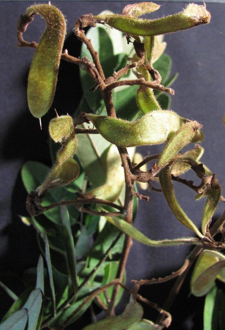 Machaerium biovulatum 21