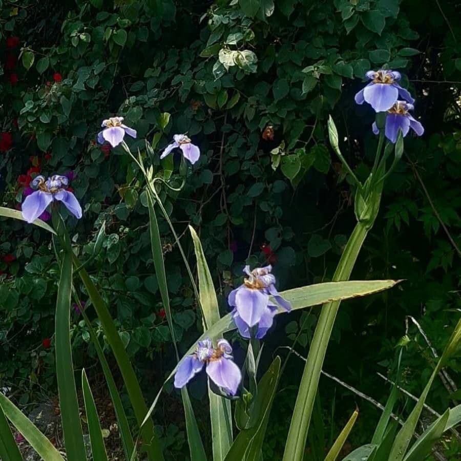 Iris versicolor 15