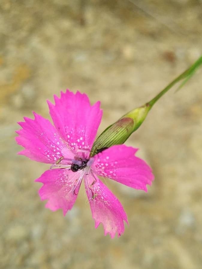 Pinks 3